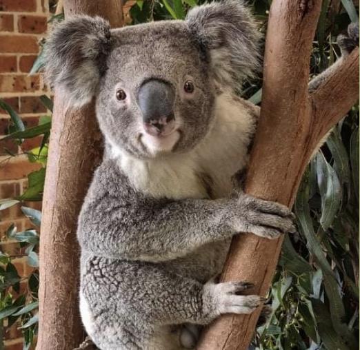 Calmsley Hill City Farm