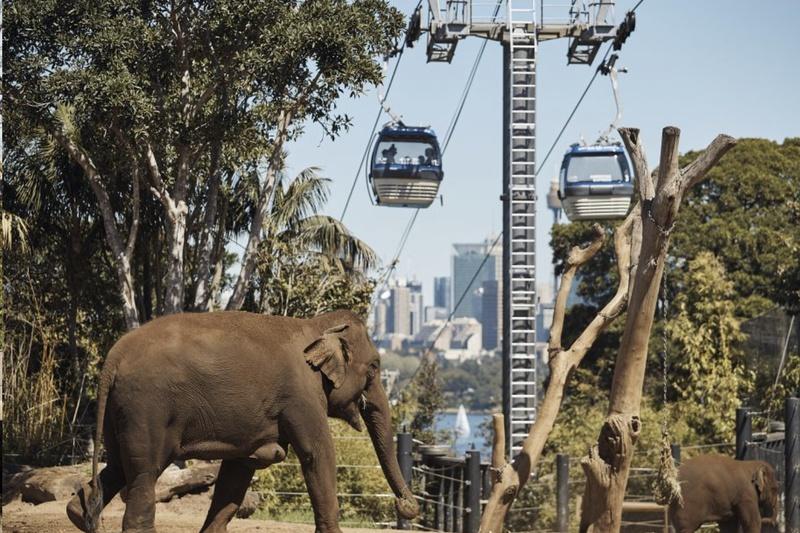 Sydney: Taronga Zoo & 1 or 2-Day Sydney Harbour Hopper Pass