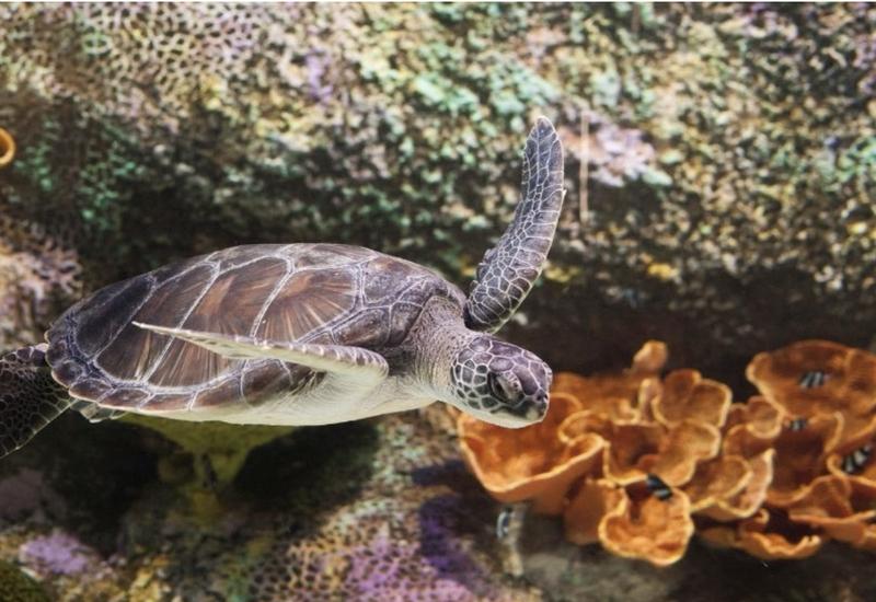 SEA LIFE Melbourne Aquarium Entry Tickets
