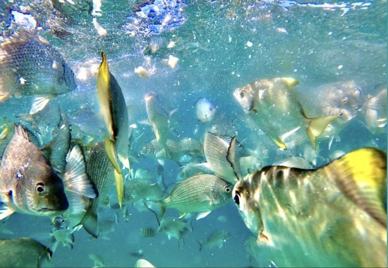 Brisbane or Gold Coast: Moreton Island Full-Day Trip