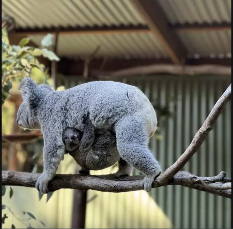 Featherdale Sydney Wildlife Park Entry Tickets