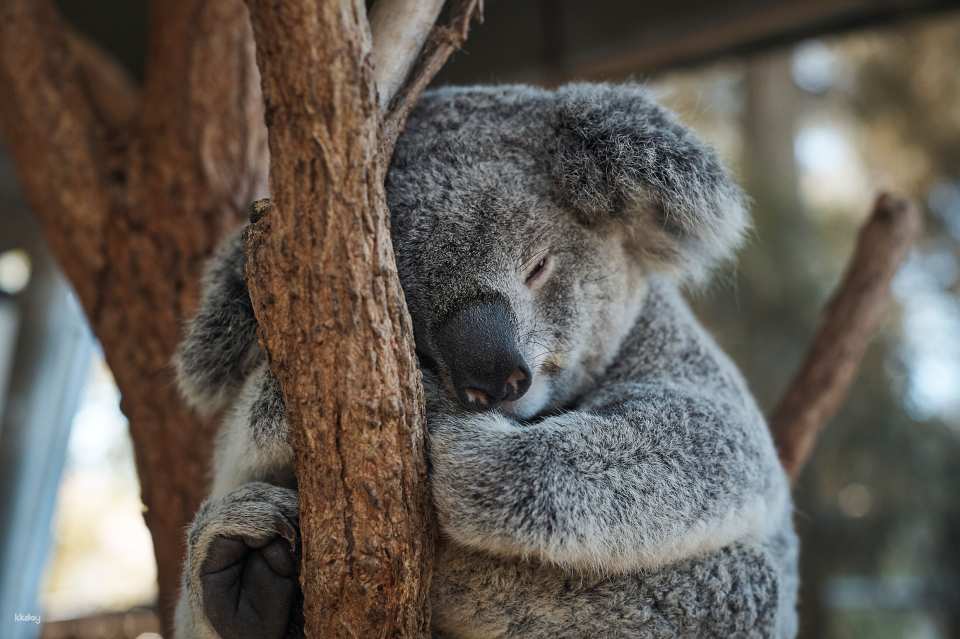 Taronga Zoo Sydney Ticket
