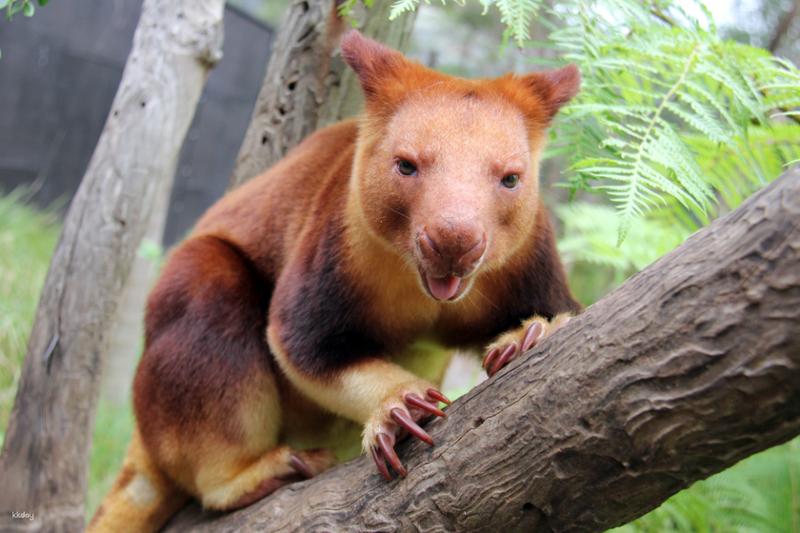 Taronga Zoo Sydney Ticket