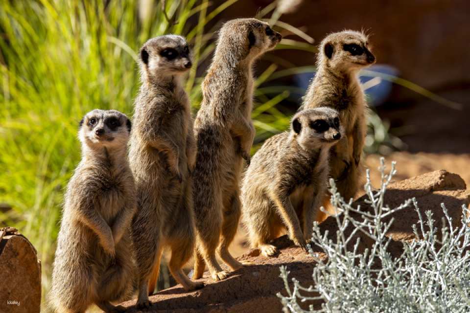 Taronga Zoo Sydney Ticket