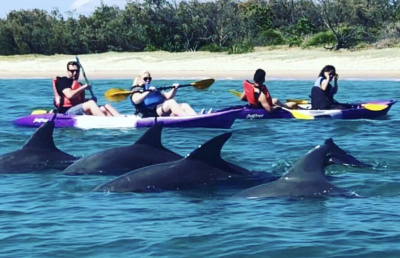 Gold Coast Morning Dolphin Kayaking and Snorkeling Tour