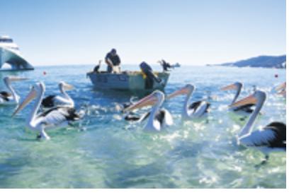 TANGALOOMA BEACH DAY CRUISE