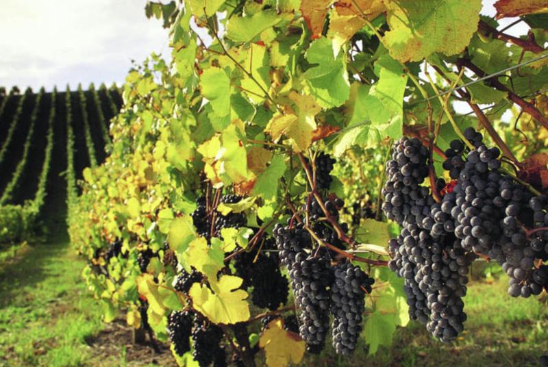 Barossa Valley Wineries and Hahndorf Day Tour