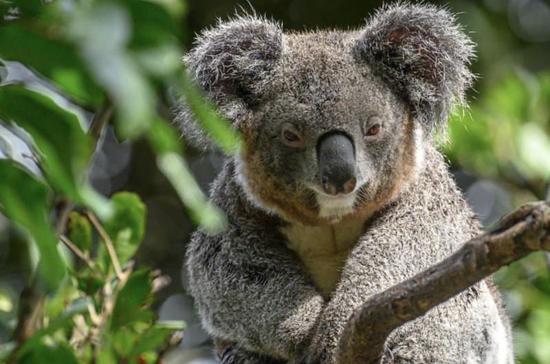 Featherdale Sydney Wildlife Park Entry Tickets