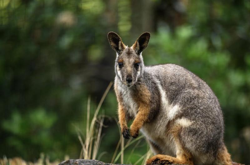 Featherdale Sydney Wildlife Park Entry Tickets