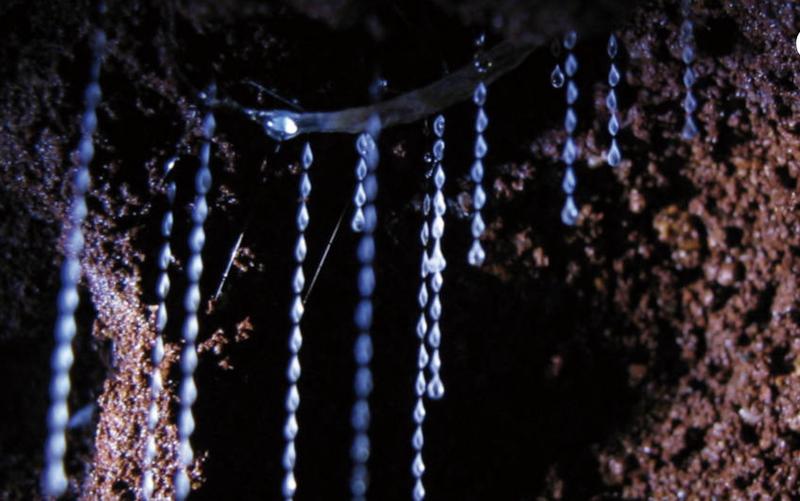 Natural Bridge Glow Worm Night Tour