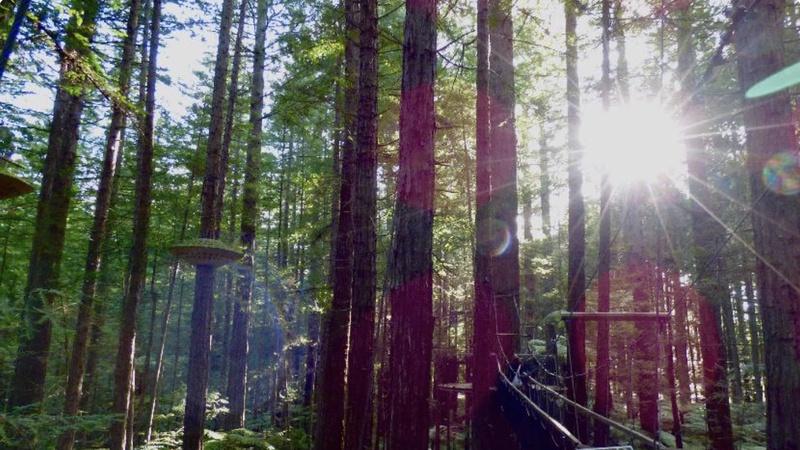 Redwoods Treewalk - Experience