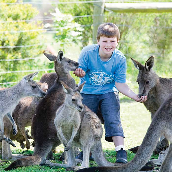 Maru Koala & Animal Park Ticket with Mini-Golf Experience | Victoria