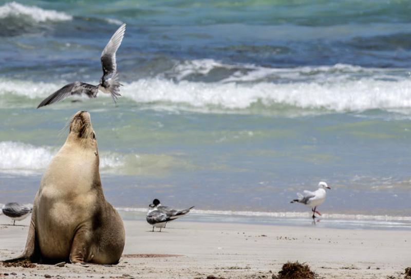 Kangaroo Island Ferry Transfers for Passengers