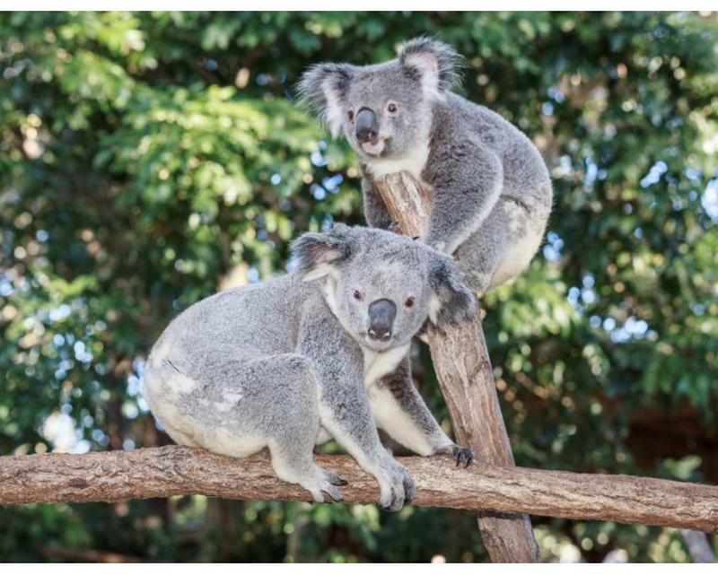Gold Coast 1 Day Tour